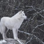 White Wolf